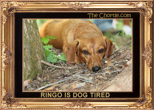 Ringo is dog tired