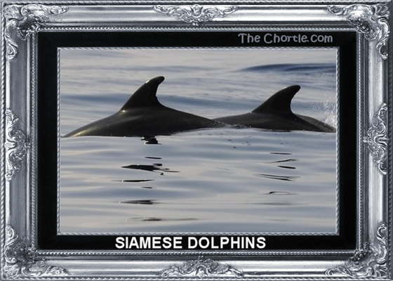 Siamese dolphins