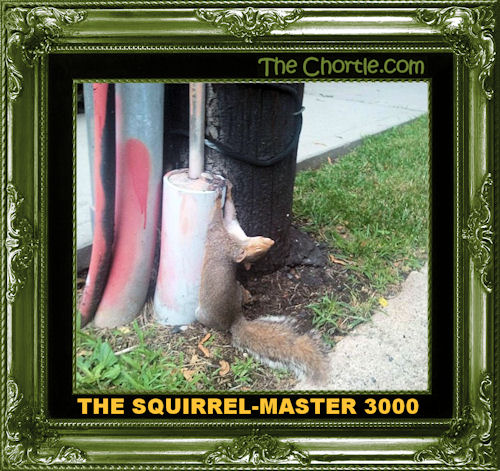 The squirrel-master 3000