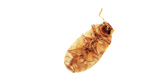 NeoSwarm.com