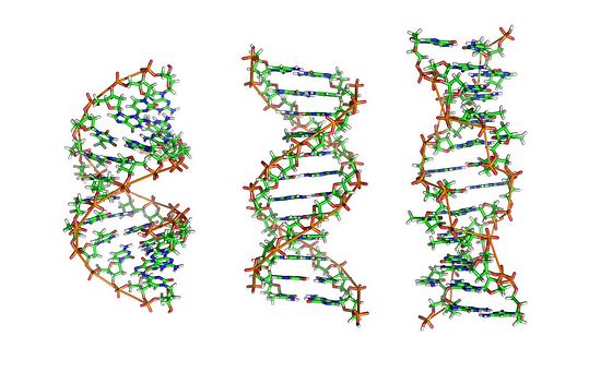Двойная спираль ДНК в живых организмах. Формы A, B и Z