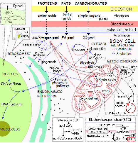 cell_metabolism