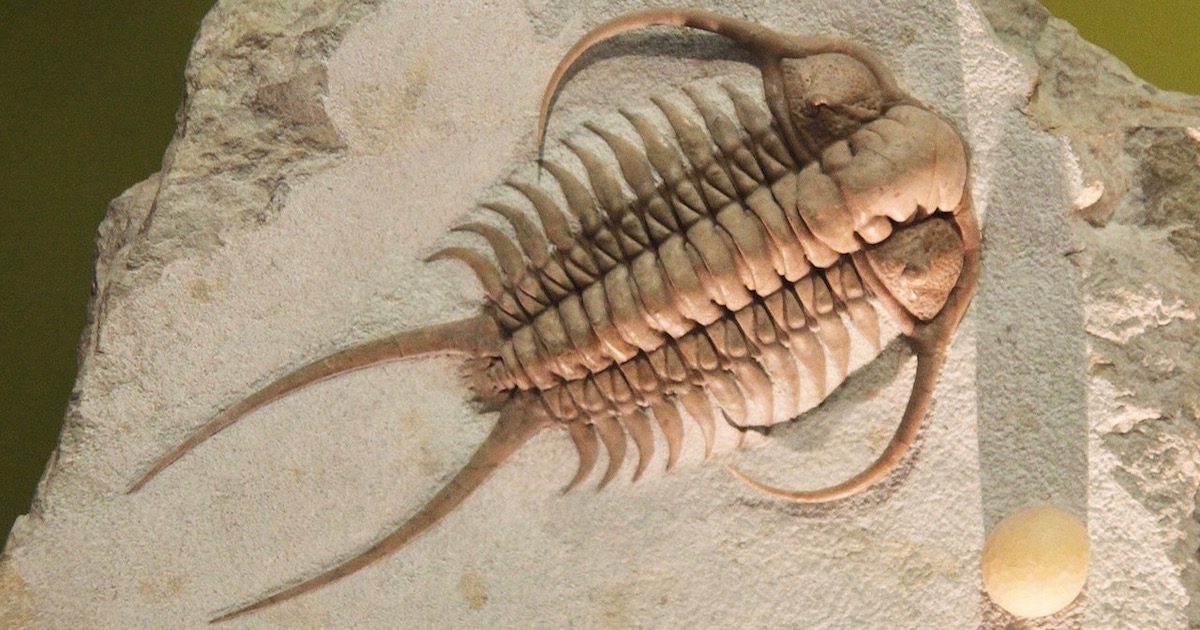 Cambrian